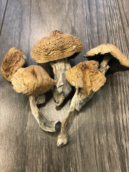 Buy Alacabenzi Cubensis magic mushroom Europe
