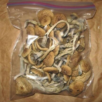Buy Golden Teacher Mushroom near me in Europe.