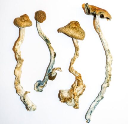 Buy Mazatec mushroom Europe