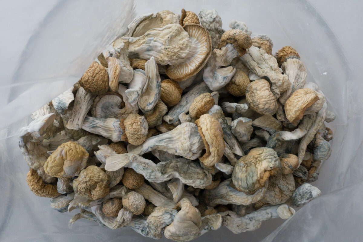 Albino Penis Envy Mushroom Shop in Europe