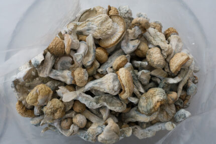 Albino Penis Envy Mushroom Shop in Europe