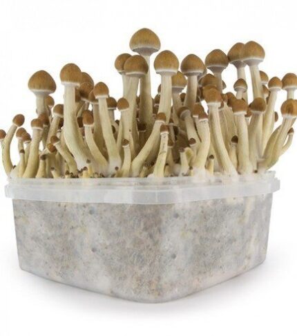Buy Magic Mushroom Grow Kits near me in Europe